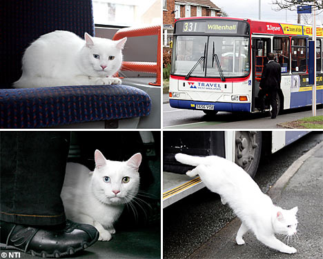 Kitty Cat!