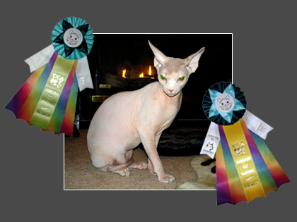 Best Hairless Cat