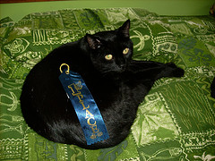 firstplacecat Tomago! Liz\'s cat!