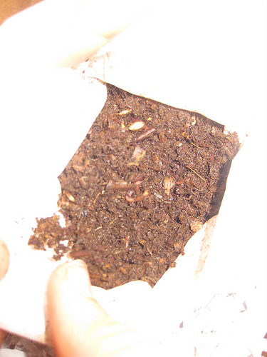 EdiesWorms1 EdiesWorms1